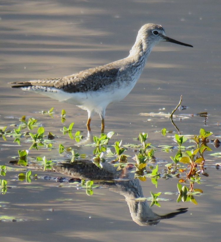 El Festival de las Aves ya tiene las fotografías ganadoras del concurso