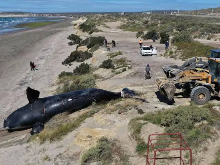 Alarma en Puerto Madryn: encontraron 5 ballenas muertas en menos de 48 horas