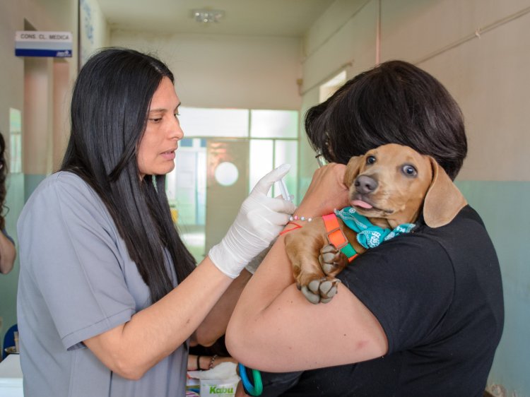 Cómo proteger a las mascotas y prevenir accidentes tras las lluvias