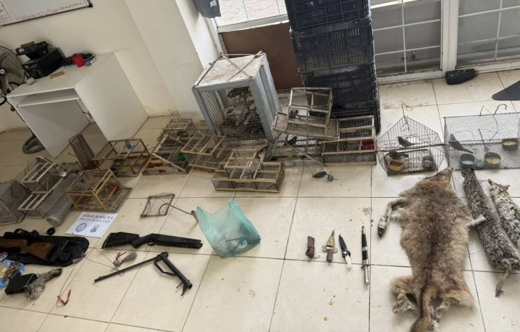 Sarmiento: allanaron dos domicilios por caza furtiva y secuestraron pieles de animales silvestres