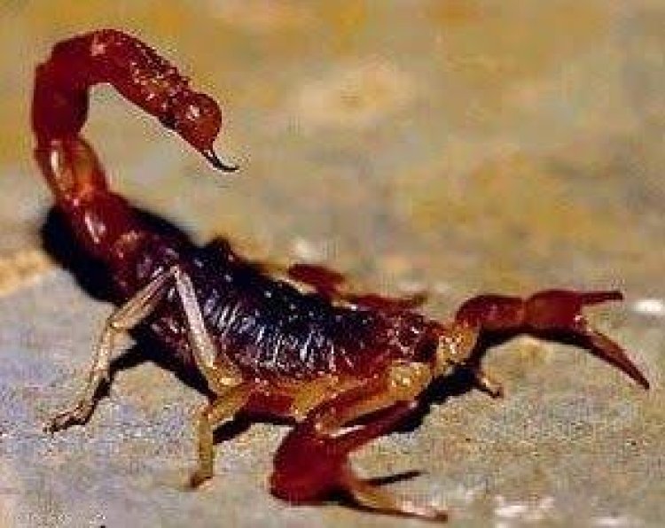 Advierten por aumento de alacranes por El Niño: cuáles son venenosos y cómo prevenirlos
