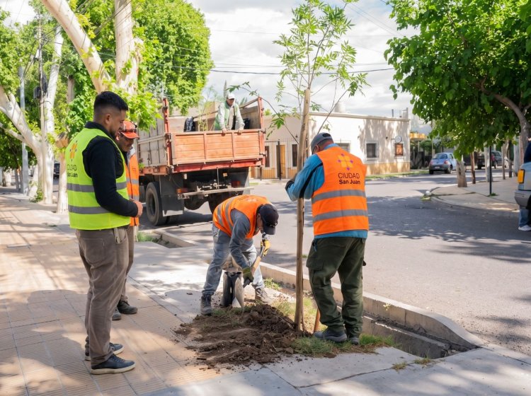 La Ciudad de San Juan avanza con un plan sostenido de forestación y apunta a alcanzar los 1000 ejemplares antes de fin de año